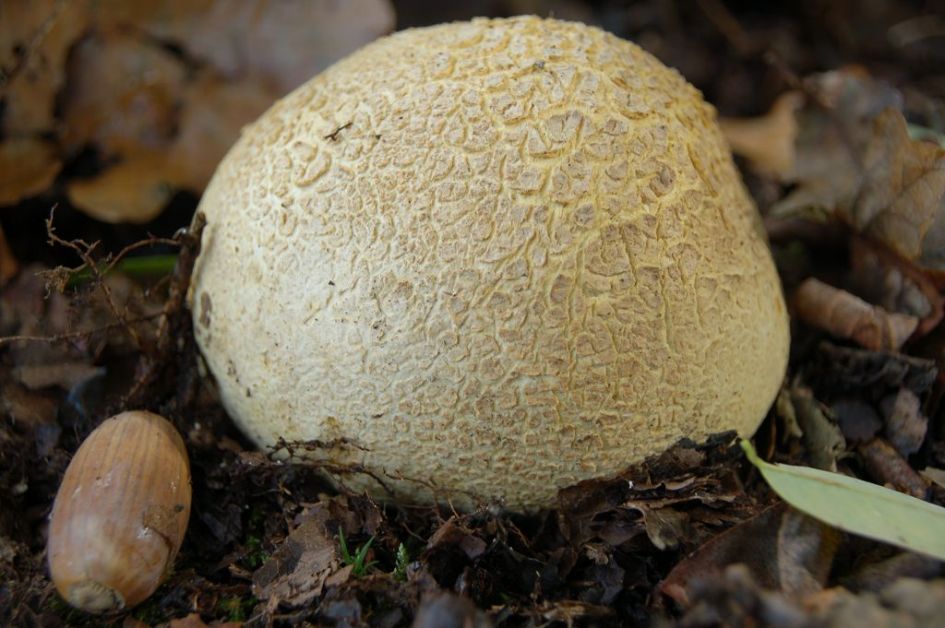 Welke aardappelbovist??